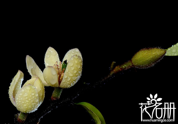 含笑花什么时候开花，含笑花一年开几次花（春夏秋季均可开花）