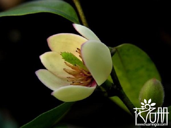 含笑花什么时候开花，含笑花一年开几次花（春夏秋季均可开花）