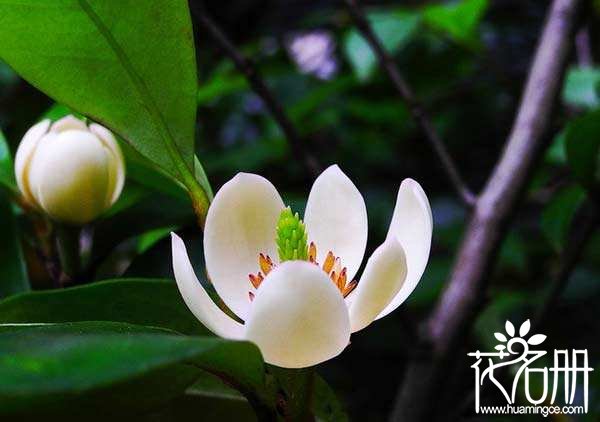 含笑花有毒吗，含笑花适合在室内养吗（室内养殖可消除疲劳）