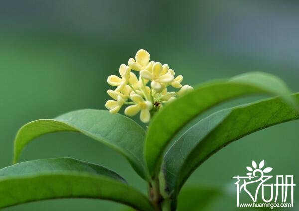 八月开什么花 八月开的花有哪些(八月桂花遍地开)