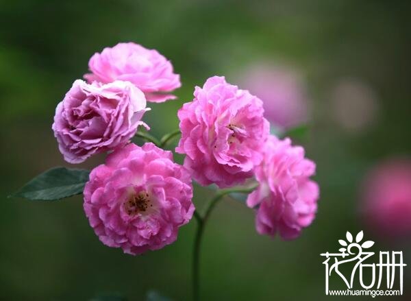 八月开什么花 八月开的花有哪些(八月桂花遍地开)