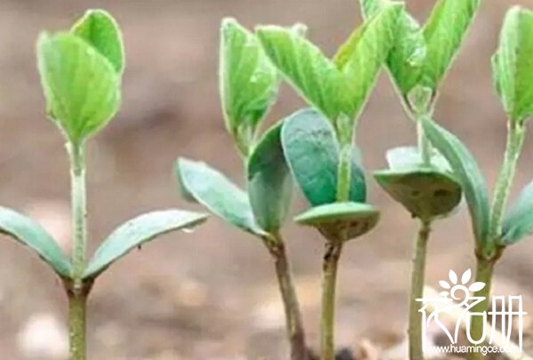 含笑花种子种植方法，种子的选择决定出芽率