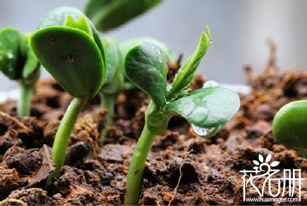 含笑花种子种植方法，种子的选择决定出芽率