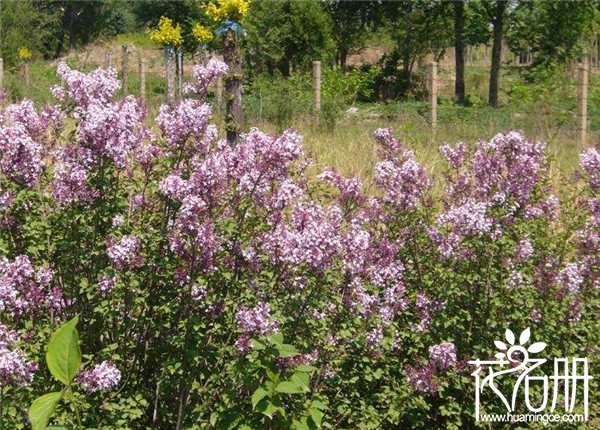 丁香花几月开，丁香花期开多久（最早在4月份）