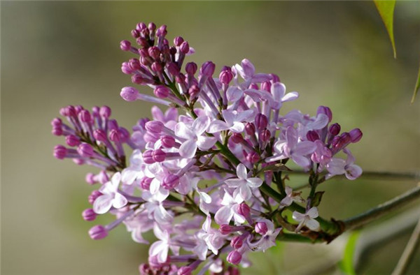 丁香花种植方法，盆栽丁香花怎么养