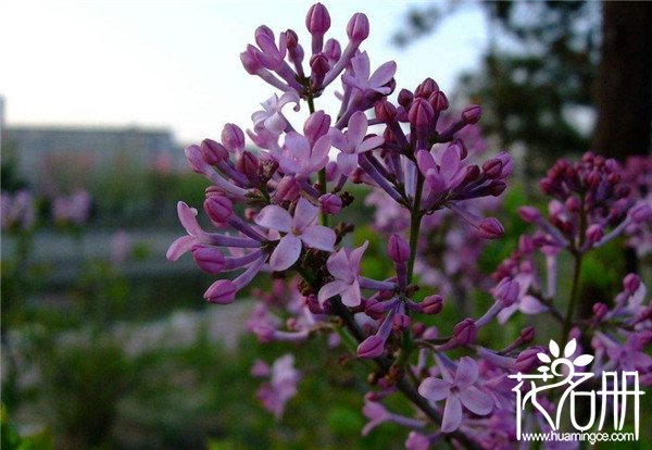 丁香花种植方法，盆栽丁香花怎么养