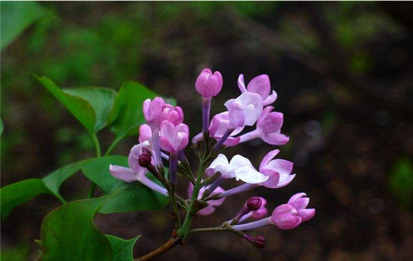 丁香花的寓意是什么，丁香花被视为爱情之花