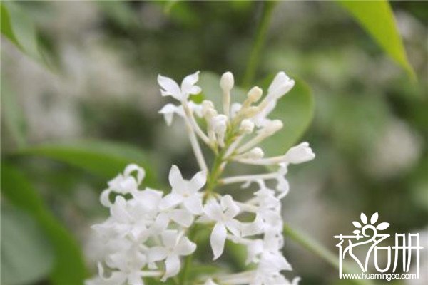 丁香花几月开，丁香花期开多久（最早在4月份）