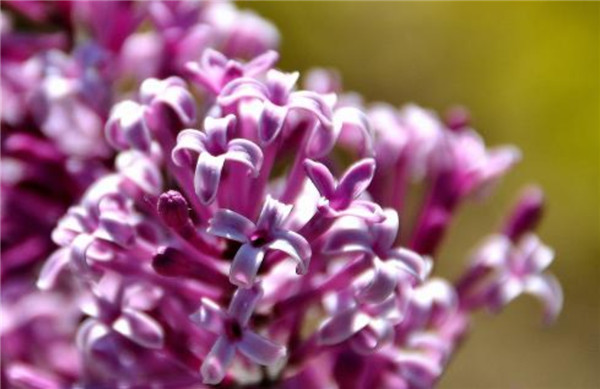 丁香花几月开，丁香花期开多久（最早在4月份）