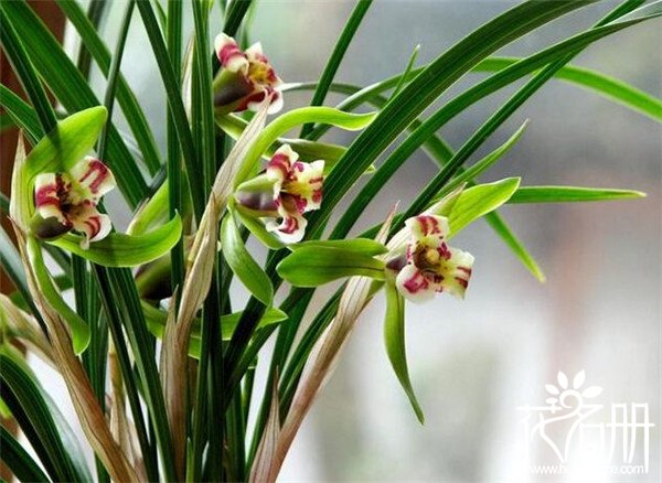 兰花开花预示着什么，兰草开花寓意(好运来临)