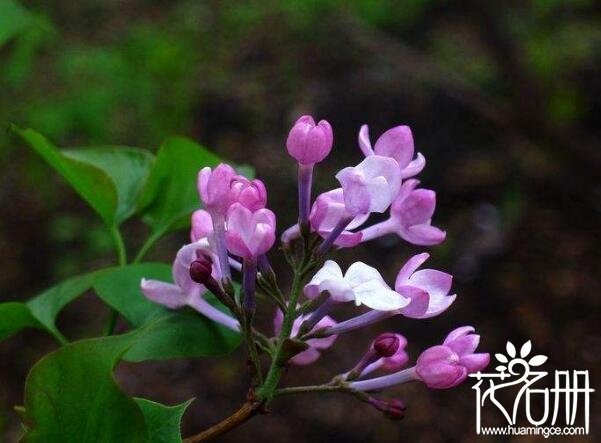 丁香花种植方法，盆栽丁香花怎么养