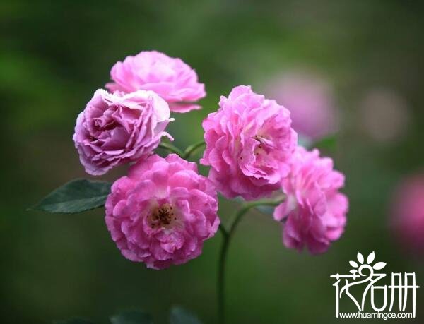 六月份开什么花 六月份开的花有哪些（昙花当仁不让）