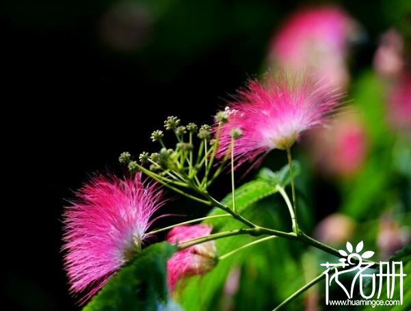 六月份开什么花 六月份开的花有哪些（昙花当仁不让）