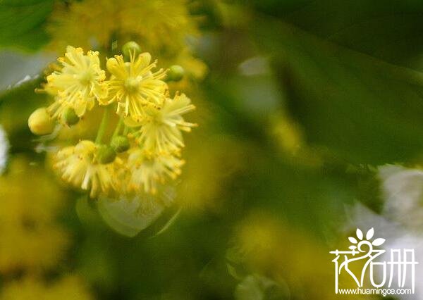 什么花的花语是冷漠 世界上花语最冷漠的花（雪莲花语最冷漠）