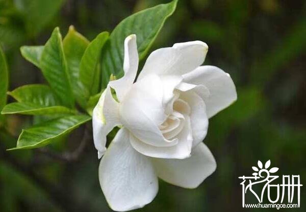 栀子花什么时候开 栀子花花期长达春夏两季（3-8月）