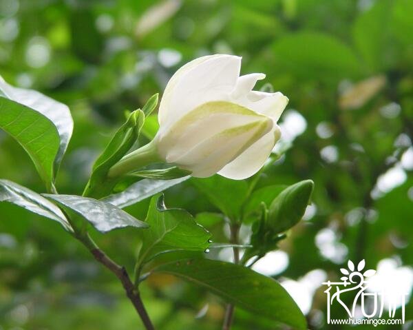 栀子花什么时候开 栀子花花期长达春夏两季（3-8月）