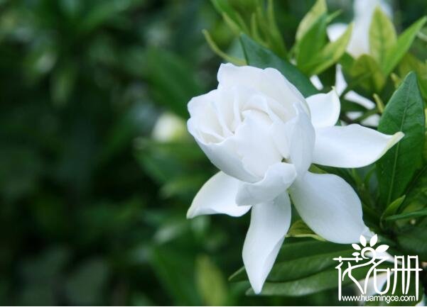 栀子花什么时候开 栀子花花期长达春夏两季（3-8月）