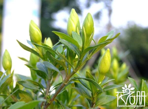 栀子花掉花苞怎么回事，栀子花花苞掉落怎么办