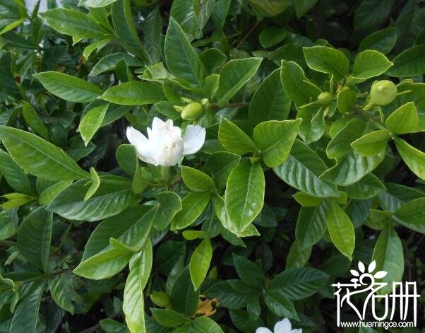 栀子花掉花苞怎么回事，栀子花花苞掉落怎么办