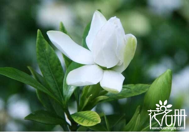 栀子花冬天怎么养，栀子花冬天能修剪吗