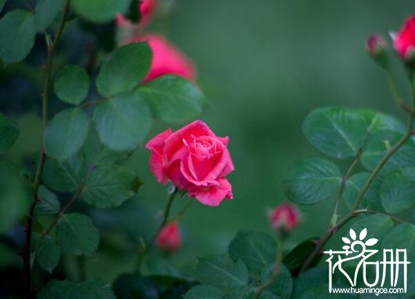 月季花怎么修剪，月季花什么时候剪枝