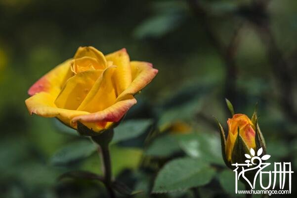 月季花代表什么含义，送月季花代表什么意思