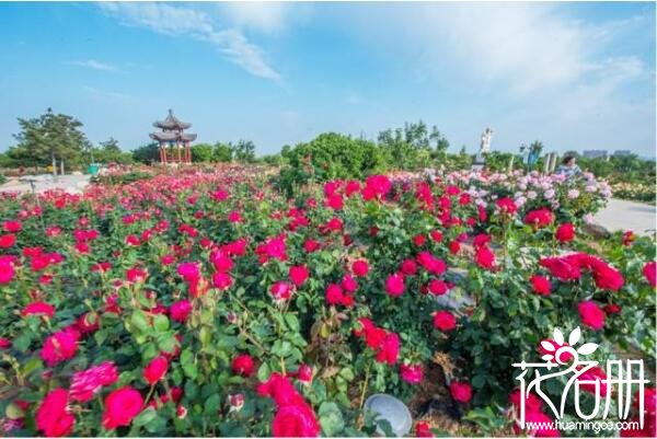 2018莱州月季花节什么时候开始，每年5月25日盛大开幕