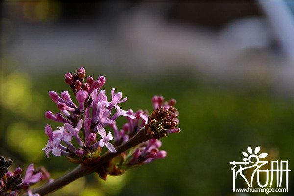 丁香花种子怎么种，丁香花种子种植方法和注意事项