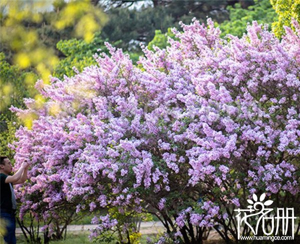 丁香花种子怎么种，丁香花种子种植方法和注意事项