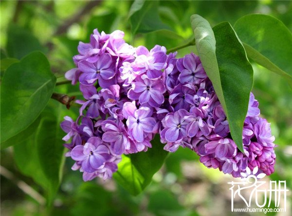 丁香花种子怎么种，丁香花种子种植方法和注意事项