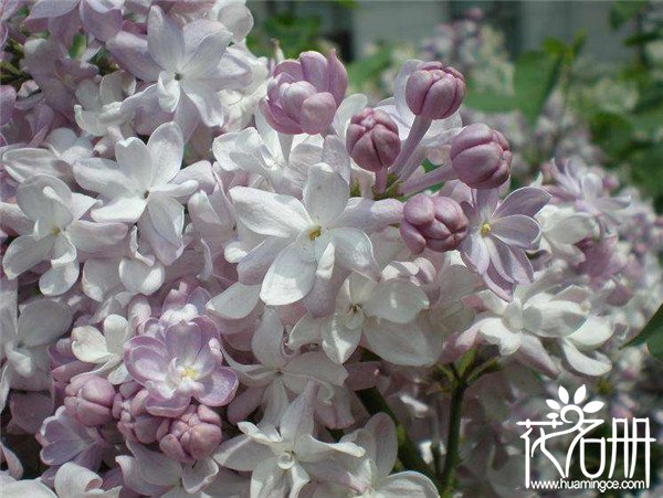 丁香花种子怎么种，丁香花种子种植方法和注意事项