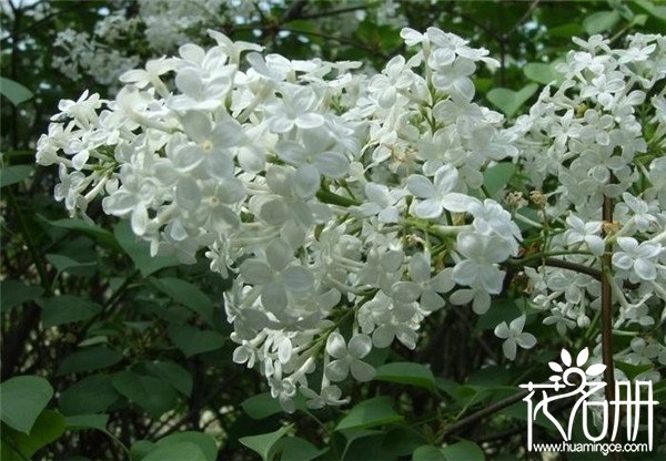 丁香花种子怎么种，丁香花种子种植方法和注意事项