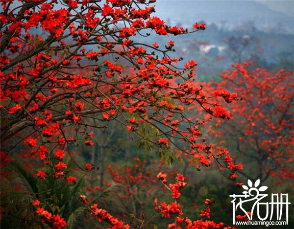 广州的市花是什么花，英雄木棉花