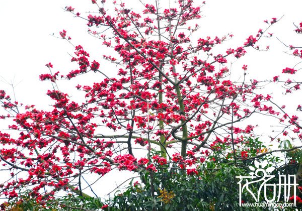 广州的市花是什么花，英雄木棉花