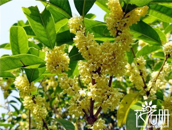 杭州的市花是什么花，十大名花之一的桂花