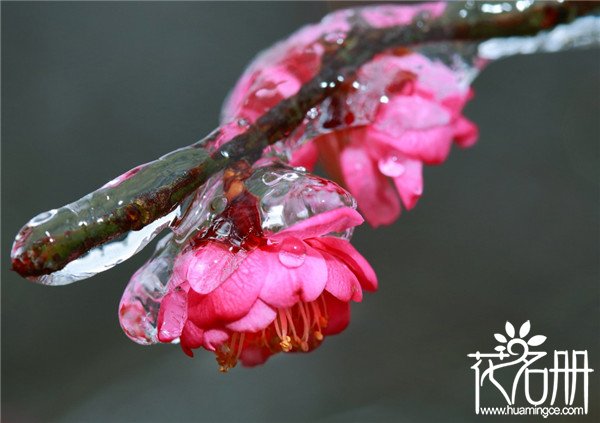 南京的市花是什么花，花中之魁梅花