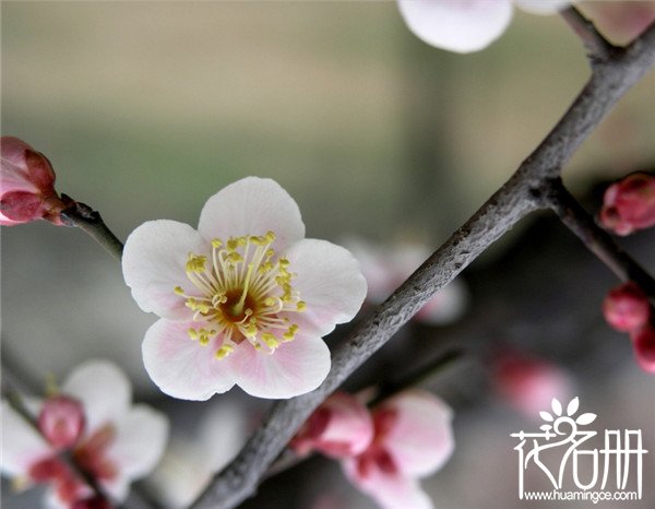 南京的市花是什么花，花中之魁梅花