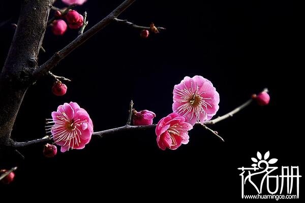 南京的市花是什么花，花中之魁梅花