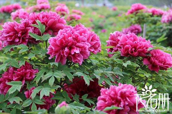 2018北京牡丹花什么时候开花，北京牡丹节时间(5月是赏花好时机)