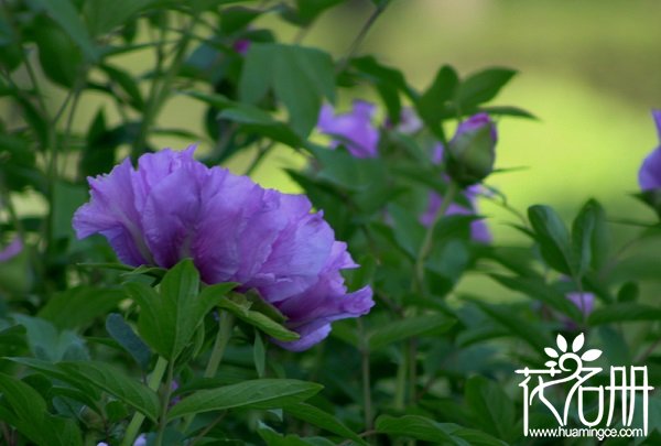 西安牡丹花什么时候开花，西安牡丹花期比洛阳牡丹早