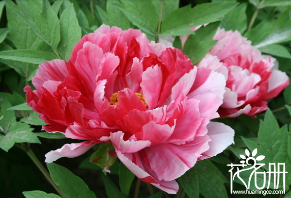 2018铜陵牡丹花什么时候开，铜陵牡丹花节是什么时候（4-5月）