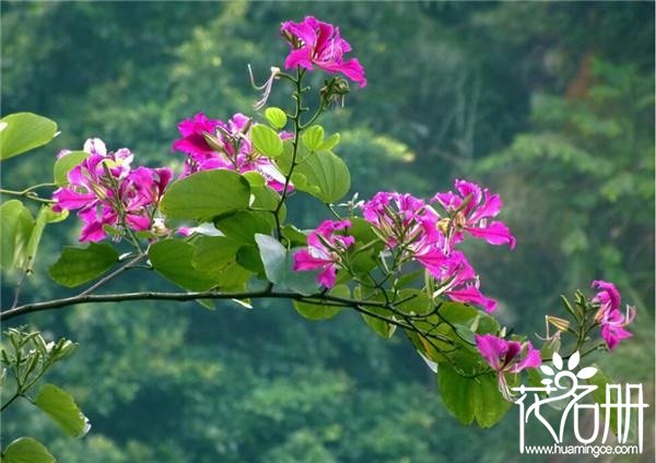 紫荆花的花语是什么，兄弟和睦