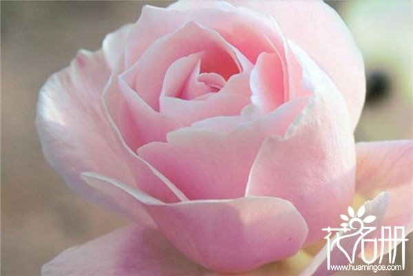 19朵粉玫瑰代表什么，19朵粉玫瑰花语是什么（爱的最高点）