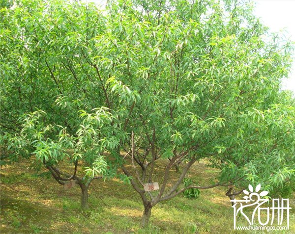 屋前种什么树最好，屋前种什么树最旺风水(屋前种桃树可辟邪)