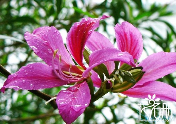 紫荆花代表什么意思，紫荆花代表的意义（家庭和睦）