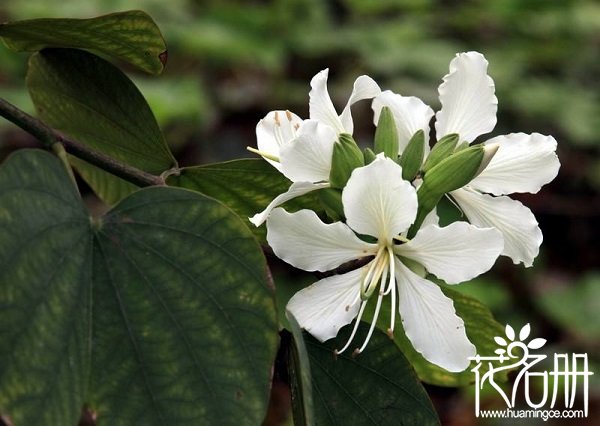 紫荆花什么时候开花，紫荆花花期多长（洋紫荆全年均可开花）