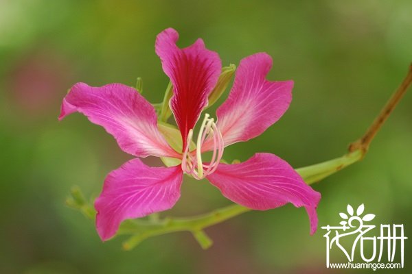 紫荆花怎么种植，紫荆花种植方法