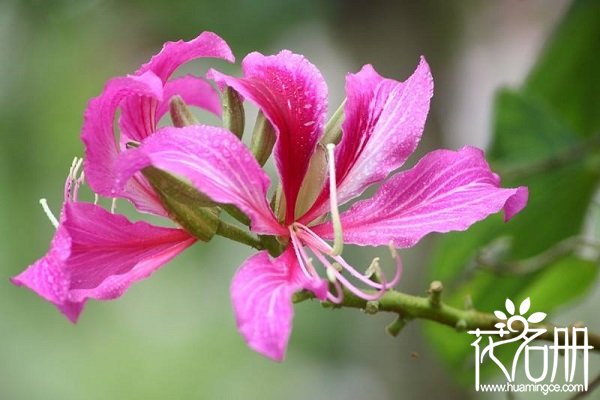 紫荆花怎么种植，紫荆花种植方法