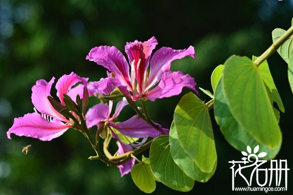 紫荆花怎么修剪，紫荆花的修剪方法和整形技巧