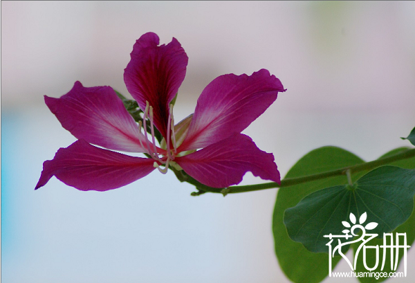 紫荆花怎么修剪，紫荆花的修剪方法和整形技巧